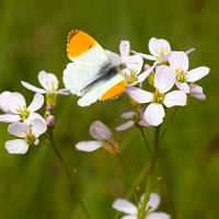 Orange Tip male 2 